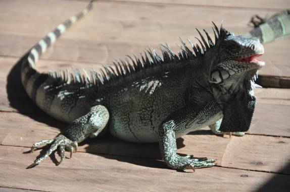 Camaleão vem nos fazer companhia no café da manhã na Pousada Bela Vista, em Novo Airão - AM